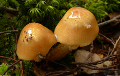 Cortinarius elacatipus