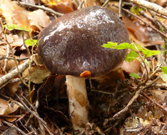Cortinarius marmoratus