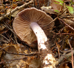 Cortinarius marmoratus