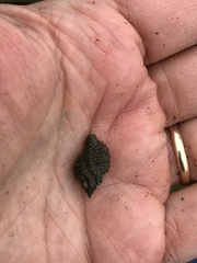 Paciocinebrina circumtexta