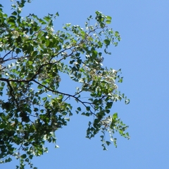 Amburana cearensis, photograph (c) Thomaz Ricardo Favreto Sinani, some rights reserved (CC BY)