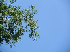 Amburana cearensis, photograph (c) Thomaz Ricardo Favreto Sinani, some rights reserved (CC BY)