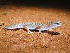 Desert Fat-Tailed Geck photo 3
