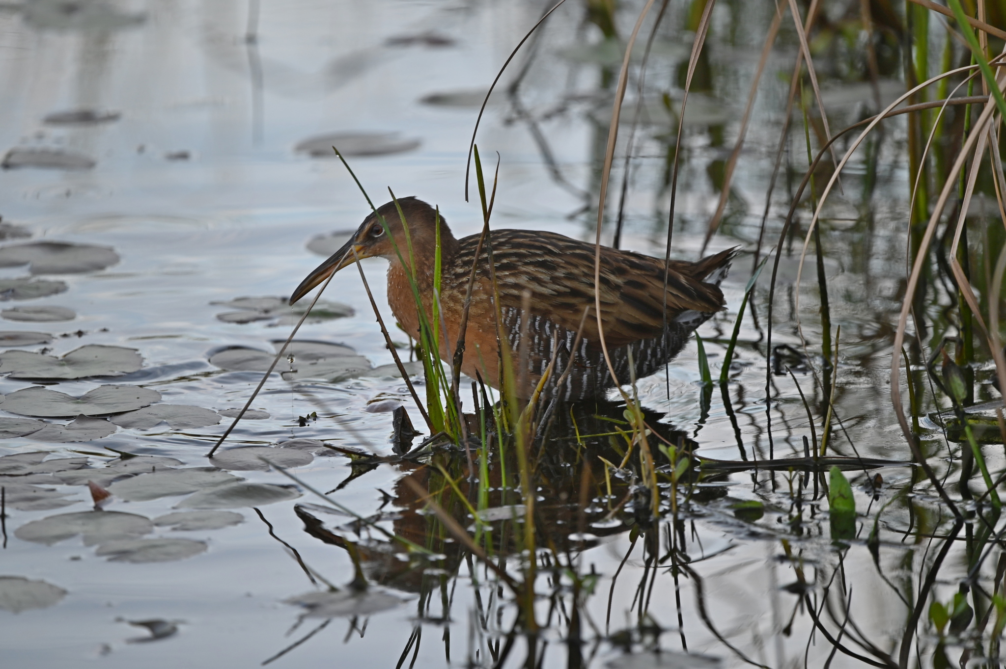 King Rail illustration