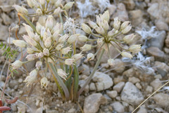 Allium macropetalum