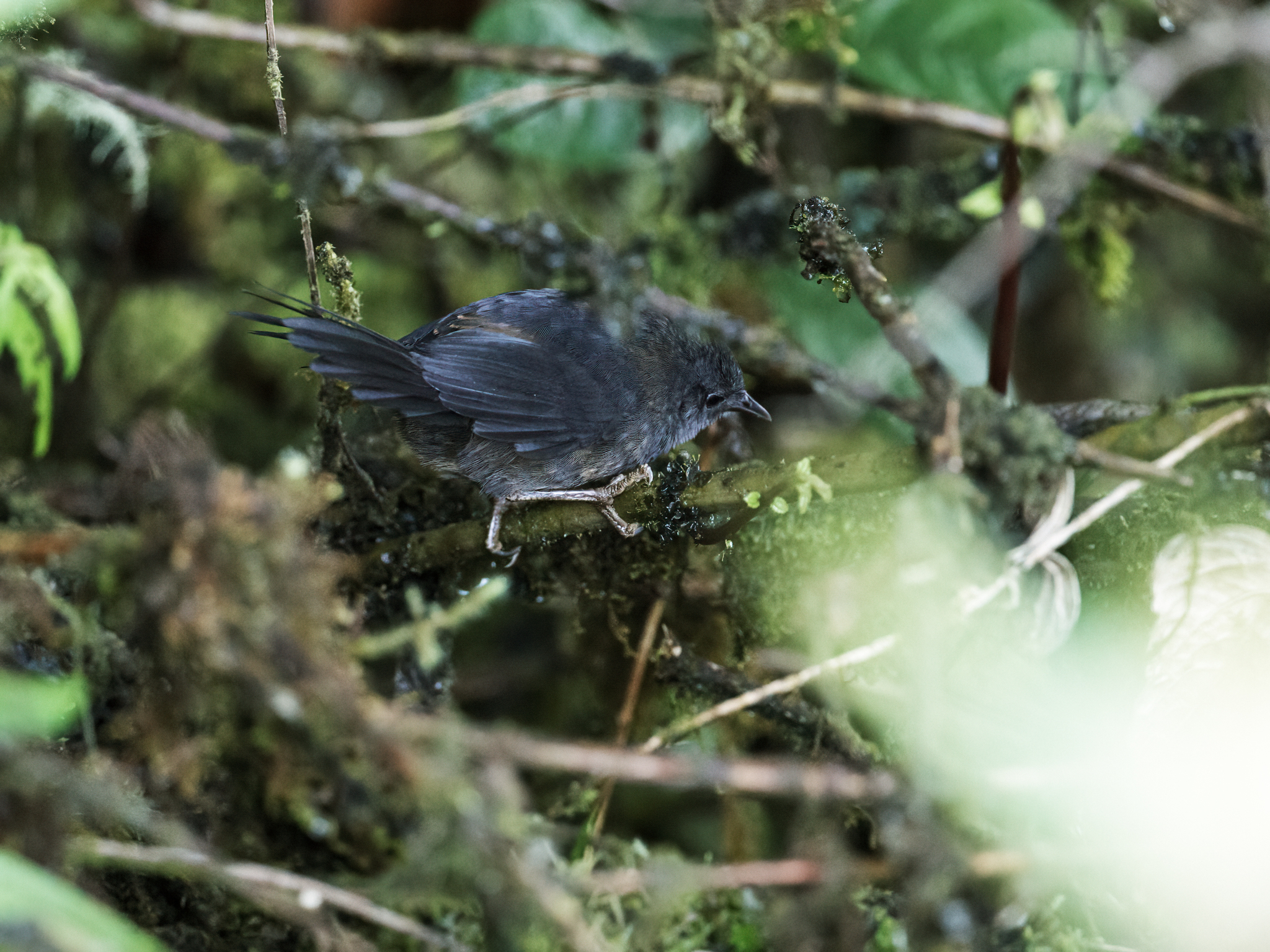 Ash-coloured Tapaculo illustration