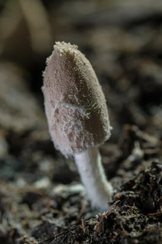 Representative image of Coprinopsis pseudonivea