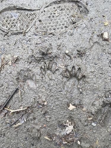Common Raccoon photographed in West Virginia
