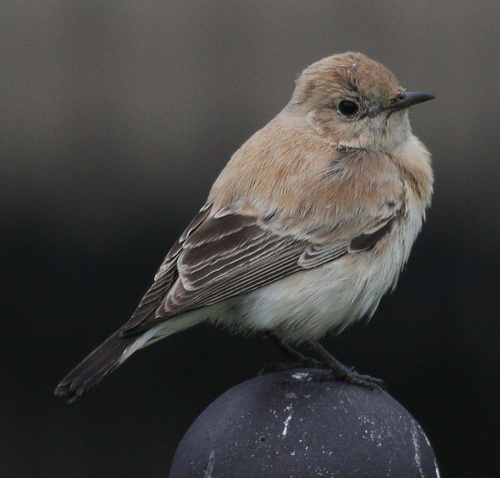Collalba rubia occidental (Oenanthe hispanica)