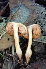 Macrocystidia reducta