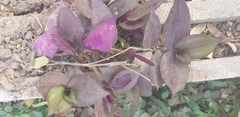 Tradescantia zebrina zebrina