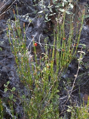 Ephedra americana