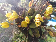 Lycaste