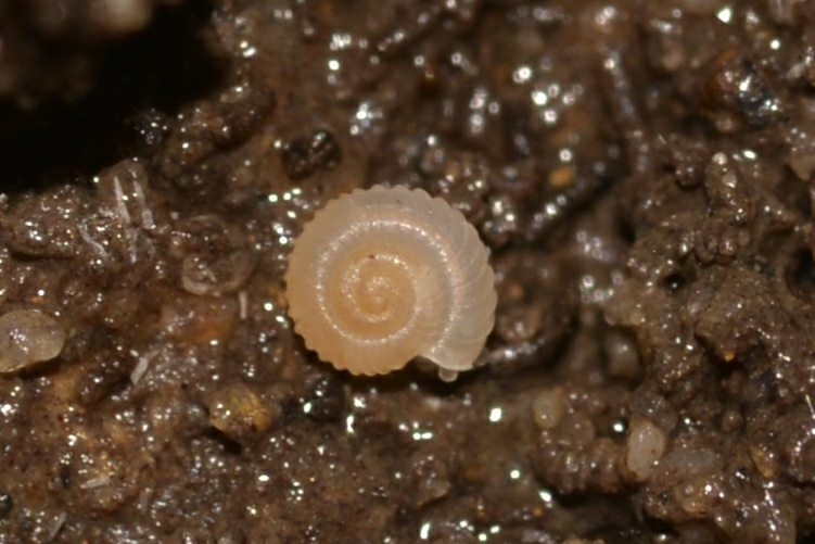 Discocharopa