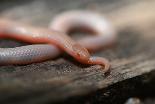 Common Wormsnake photographed in North Carolina
