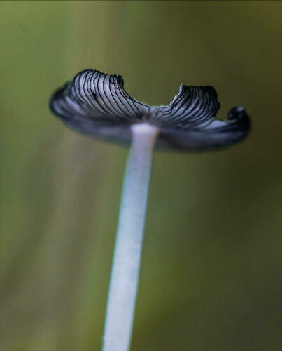 Coprinopsis pseudonivea