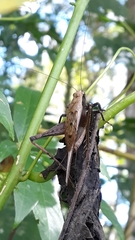 Eneoptera surinamensis