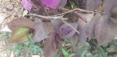 Tradescantia zebrina zebrina