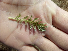 Potentilla candicans