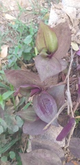 Tradescantia zebrina zebrina