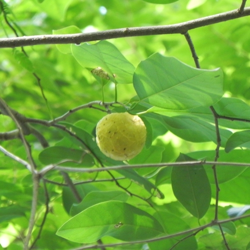 Annona montana