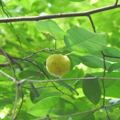 Mountain Soursop (Annona montana)