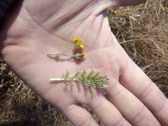 Potentilla candicans