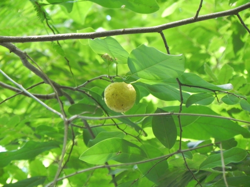 Annona montana