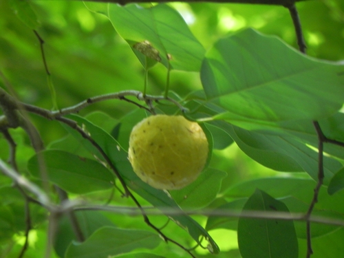 Annona montana