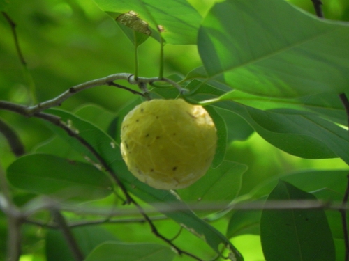 Annona montana