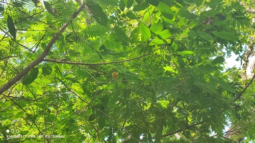 Annona montana