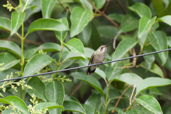 Cynanthus latirostris