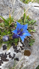 Gentiana occidentalis