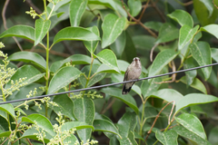 Cynanthus latirostris