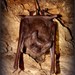 Greater Mouse-tailed Bat - Photo (c) Jigar Parmar 03, some rights reserved (CC BY-SA)