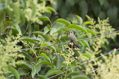 Cynanthus latirostris