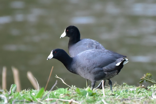Focha americana (Fulica americana)