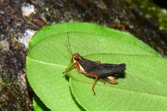 Batrachideini