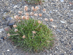Armeria curvifolia