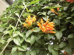 Pyrostegia