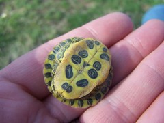 Trachemys scripta elegans