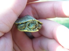 Trachemys scripta elegans