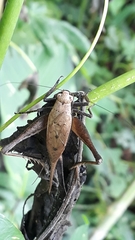 Eneoptera surinamensis