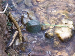 Trachemys scripta elegans