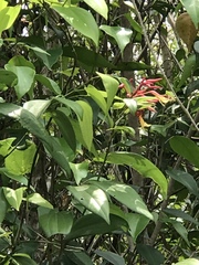 Bauhinia jenningsii
