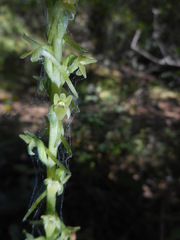 Platanthera michaelii