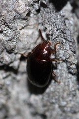 Scaphidema metallicum