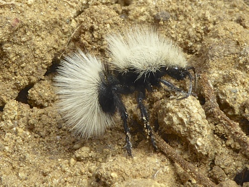 Sacken's Velvet Ant