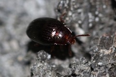 Scaphidema metallicum