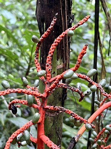 Image of Chamaedorea tepejilote by (c) Sue Carnahan, some rights reserved (CC BY)